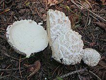 Fruit bodies are edible when the interior gleba is still white and firm. Calbovista subsculpta 226094.jpg