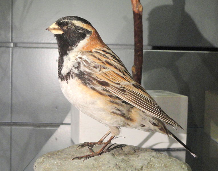 File:Calcarius lapponicus - Finnish Museum of Natural History - DSC04610.JPG