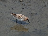 Rothalsiger Stint, der auf einem Wattenmeer steht