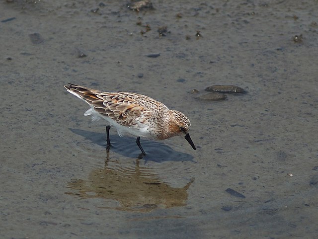 Red-necked stint standing on a mudflat