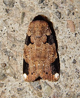 <i>Callyna costiplaga</i> Species of moth