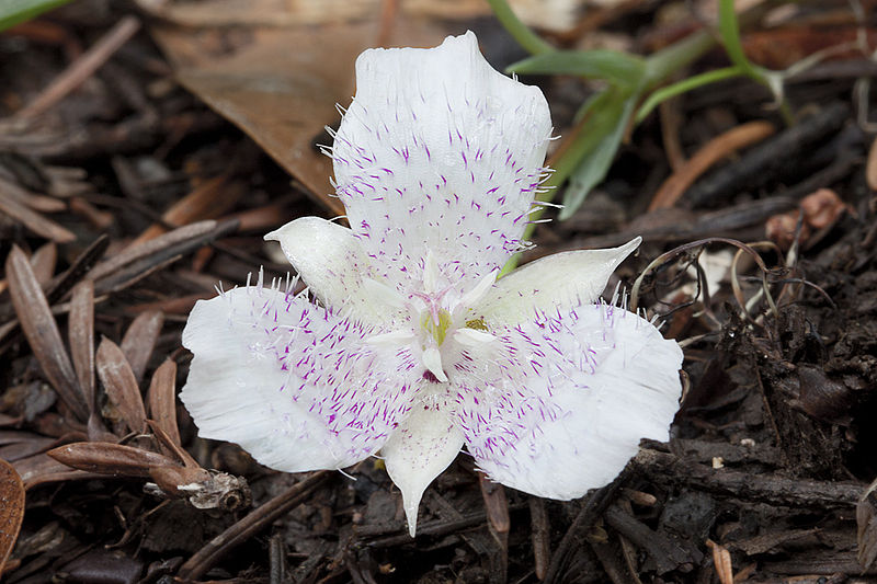 File:Calochortus tolmiei - Flickr 004.jpg