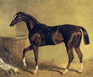 Camarine British-bred Thoroughbred racehorse