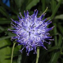 Campanulaceae - Phyteuma scheuchzeri-001.JPG