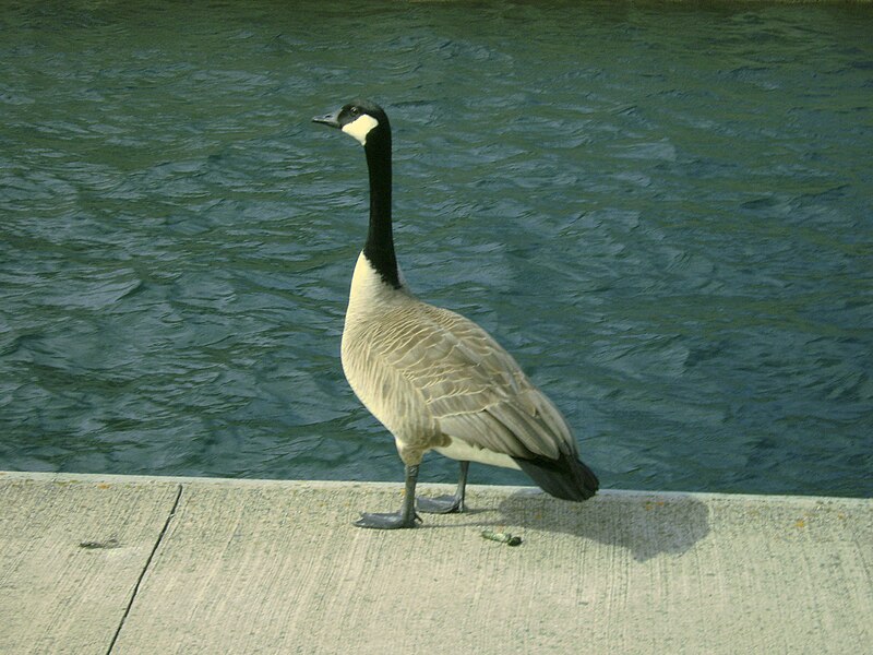 File:Canada goose (SSM Canal) 4.JPG