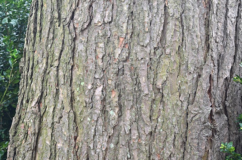 File:Canadian Hemlock Tsuga canadensis Bark Horizontal.jpg