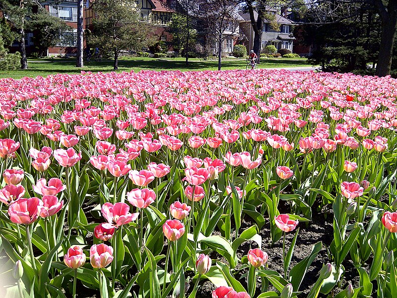 File:Canadian Tulip Festival, Ottawa 2013 (2).jpg