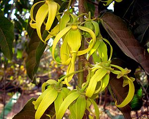 Domesticated Plants And Animals Of Austronesia