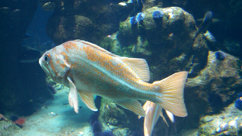 File:Canary Rockfish (Sebastes pinniger) 02.jpg