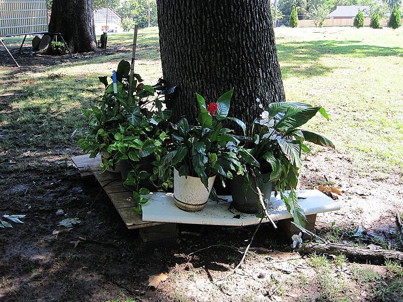 File:Cane Creek MB Church Cemetery Bellevue Blvd Memphis TN 008.jpg