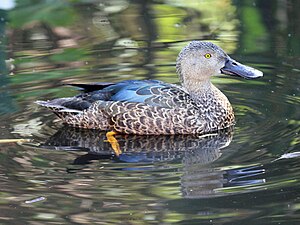 Cape Shoveler