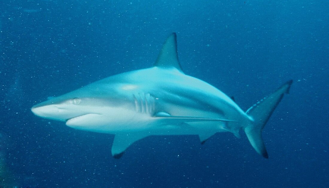 Carcharhinus limbatus