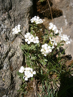 Reseda-leaved foam herb (Cardamine resedifolia)