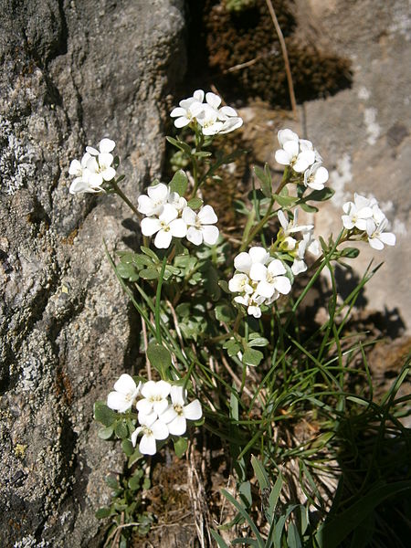 File:Cardamine resedifolia 001.jpg