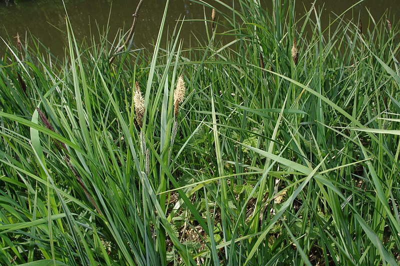 File:Carex riparia plant (02).jpg