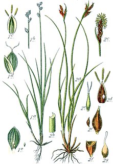 <i>Carex mucronata</i> Species of plant in the genus Carex