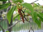 Carpinus tchonoskii8.jpg