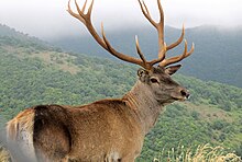 Caspian Red Deer (Maral) in Arasbaran forest.jpg
