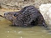 A wet rodent with coarse dark brown fur standing in water.