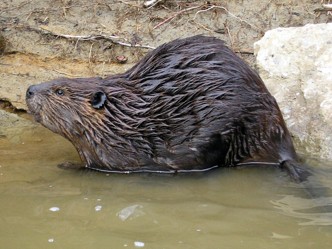 File:Castor canadensis.jpg