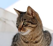 Portrait of a male tabby cat