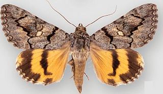 <i>Catocala californiensis</i> Species of moth