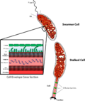 Miniatura para Caulobacteraceae