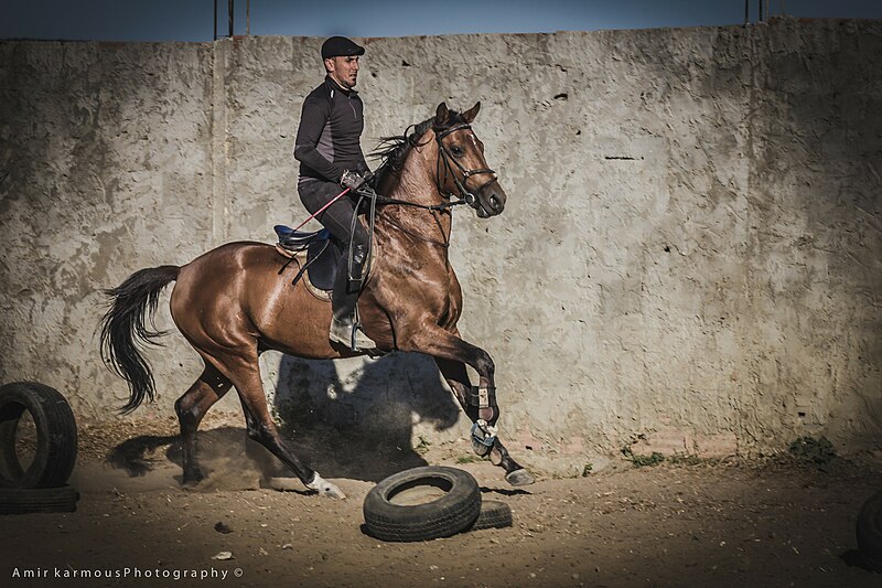 File:Cavalier - man riding a horse in Tunisia (114564075).jpg