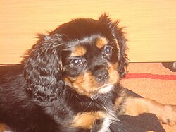 Cavalier king charles spaniel.jpg