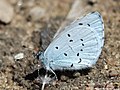 Celastrina argiolus (Linnaeus, 1758)