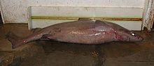 Gulper shark that has been caught by a fishing boat Centrophorus granulosus noaa.jpg