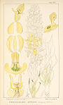 Ceratandra atrata - Icones Orchidearum Austro-Africanarum - vol. 3 plate 88 (1913).jpg