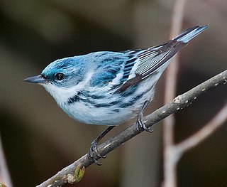 <span class="mw-page-title-main">Cerulean warbler</span> Species of bird