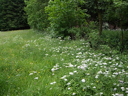 Tập_tin:Chaerophylletum_aurii.JPG