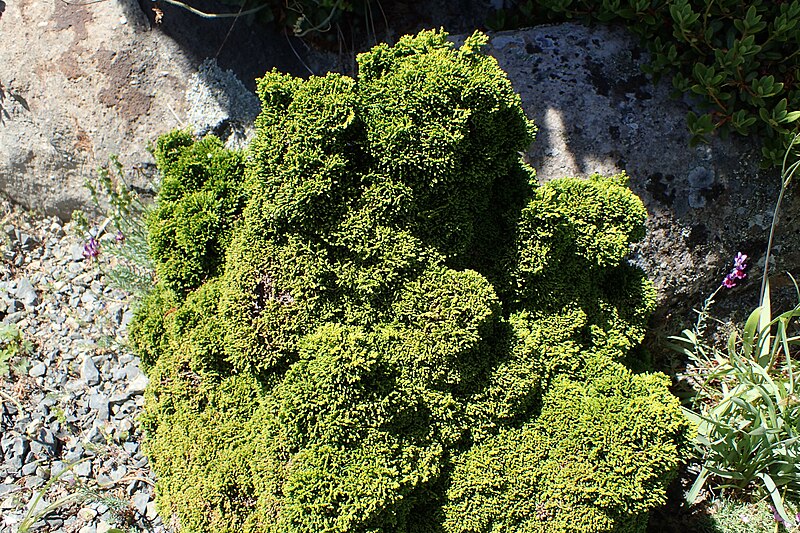 File:Chamaecyparis obtusa 'Juniperoides Compacta' kz01.jpg