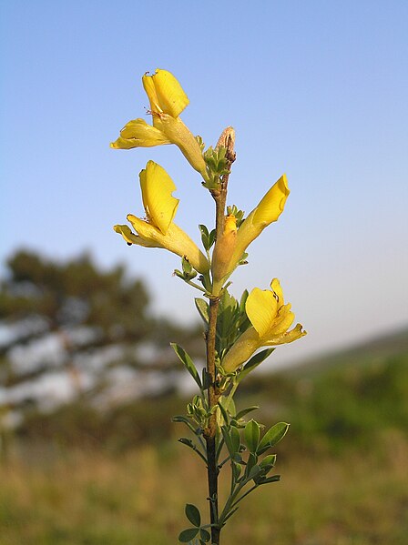 File:Chamaecytisus ratisbonensis1.JPG