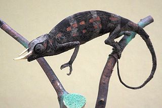 Owens chameleon Species of lizard
