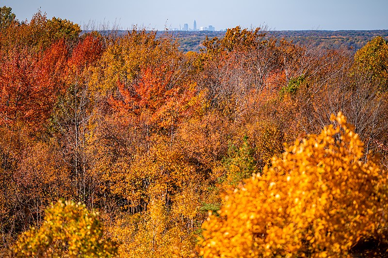 File:Chapin Forest Reservation (48994471172).jpg