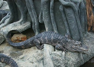 The critically endangered Chinese alligator is one of the smallest crocodilians, reaching a maximum length of about 2 m (7 ft). ChineseAlligator15.JPG