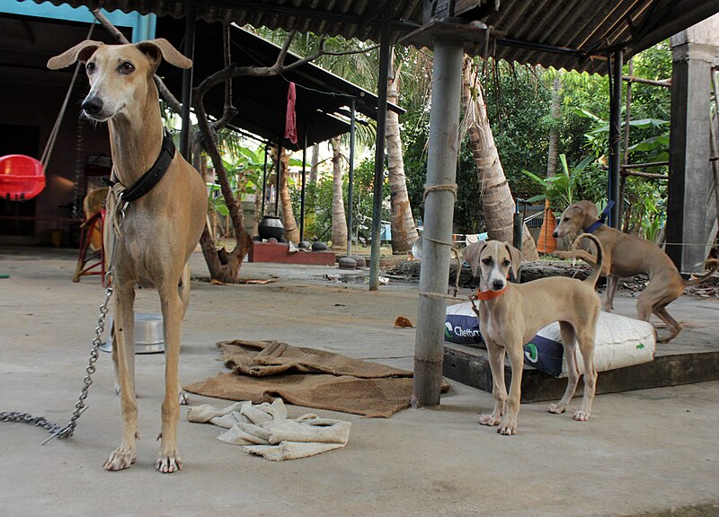 File:Chippiparai with its pup.jpg