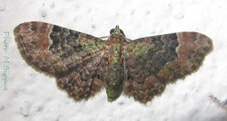 <i>Chloroclystis</i> Genus of moths