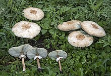 Chlorophyllum molibdites Guadalajara.jpg