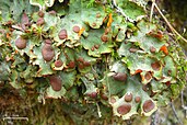 Orange chocolate chip lichen