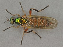 Chorisops nagatomii, Llanymynach Hill, Severní Wales, srpen 2011 (17486215491) .jpg