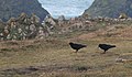 National bird - Cornish chough