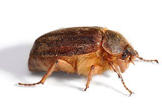 <i>Anoplognathus olivieri</i> Species of beetle