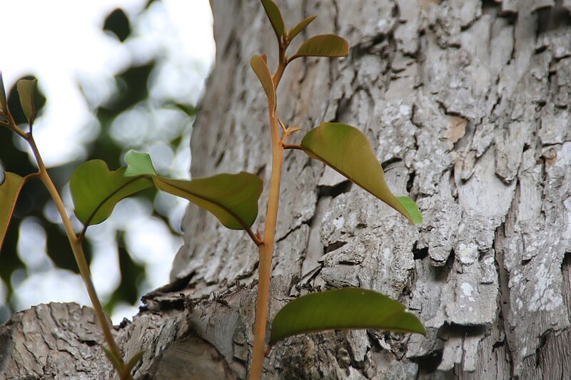 File:Chrysophyllum cainito 22zz.jpg