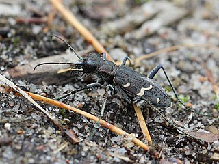 <i>Cicindela sylvatica</i> Species of beetle