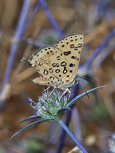 Cigaritis cilissa is a butterfly of the family Lycaenidae