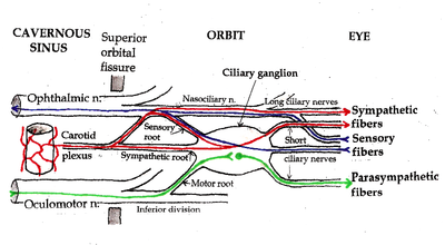 Pathways in the Ciliary ganglion.
.mw-parser-output .legend{page-break-inside:avoid;break-inside:avoid-column}.mw-parser-output .legend-color{display:inline-block;min-width:1.25em;height:1.25em;line-height:1.25;margin:1px 0;text-align:center;border:1px solid black;background-color:transparent;color:black}.mw-parser-output .legend-text{}
Parasympathetic;
Sympathetic;
Sensory Ciliary ganglion pathways.png